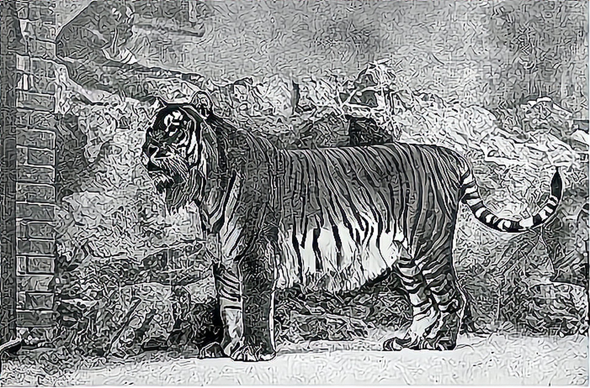 里海虎也被称为图兰虎,是非常大的捕食者,重达 200 公斤,略小于东北虎