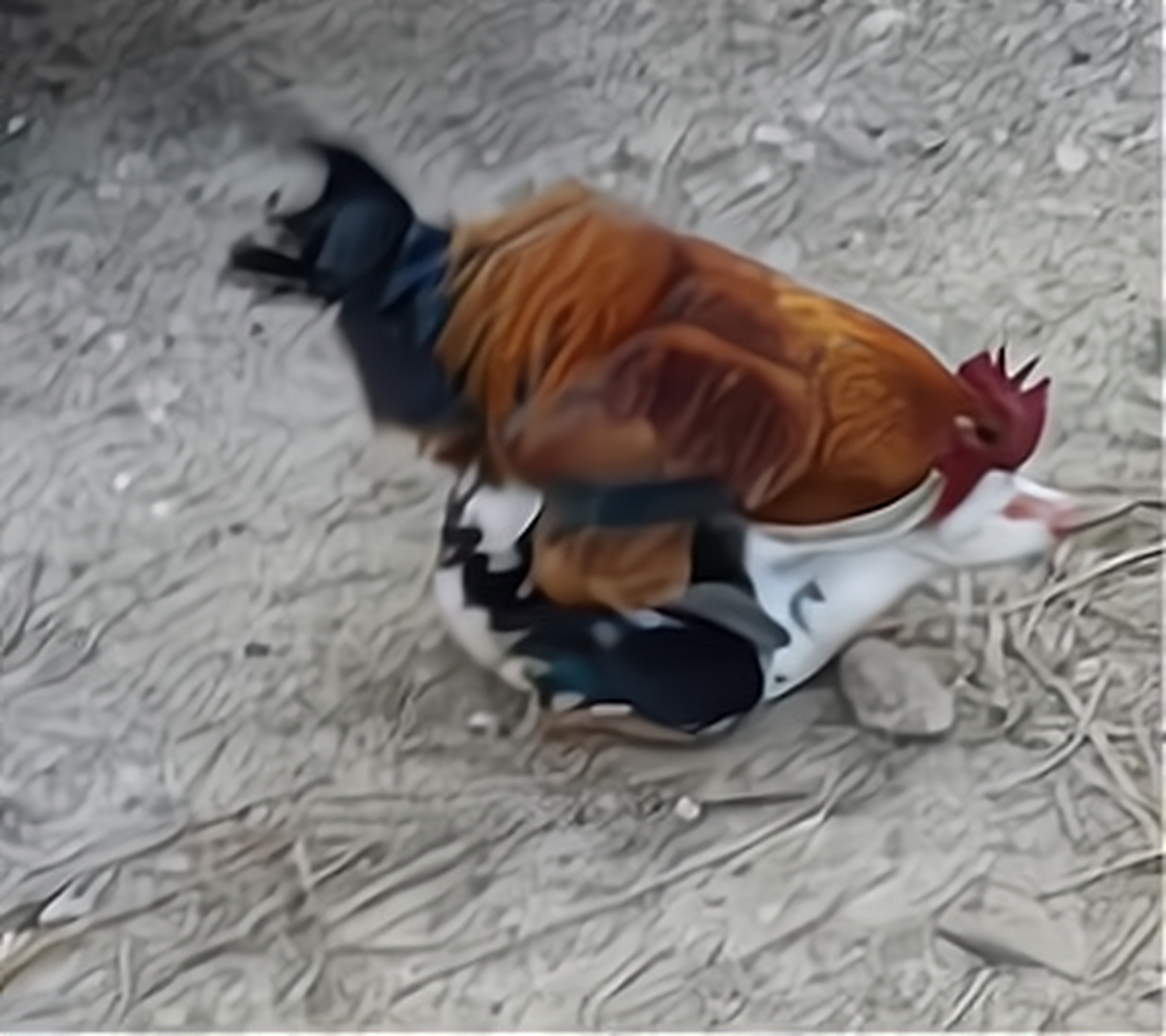 你们见过鸡打架吗,今天就见识了