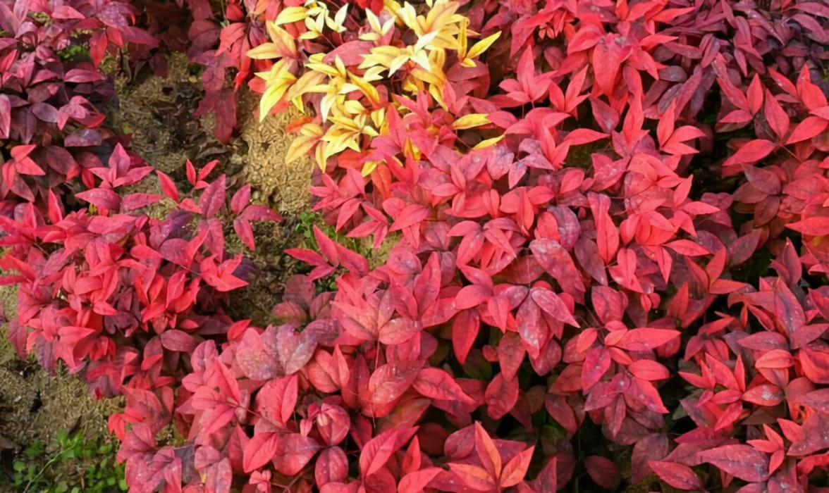 冬日暖陽的一簇火紅綠植,火焰南天竹這麼養護,葉片豔麗果子亮麗