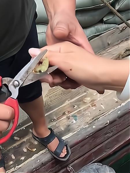 女生被螃蟹夹住手指,渔民用剪刀把钳子剪掉!-度小视