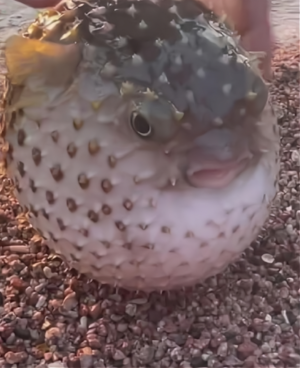 生气的河豚还挺可爱的.