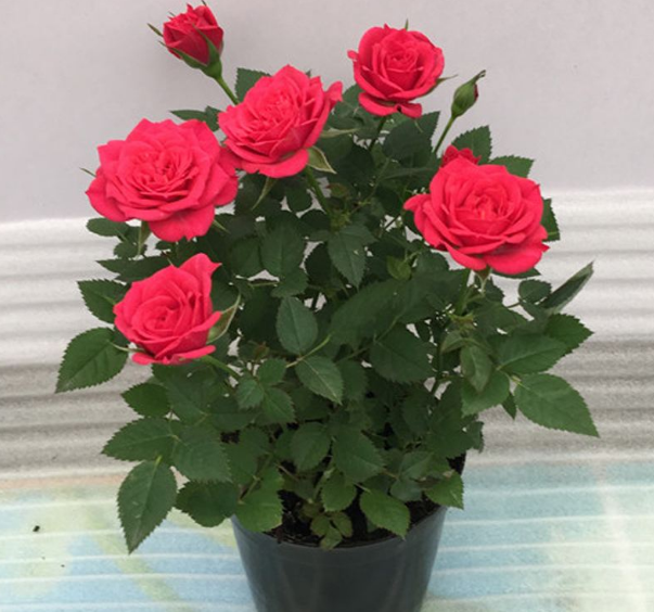 盆栽玫瑰花的养殖方法图片