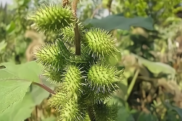 蒼耳媽媽靠什麼傳播種子