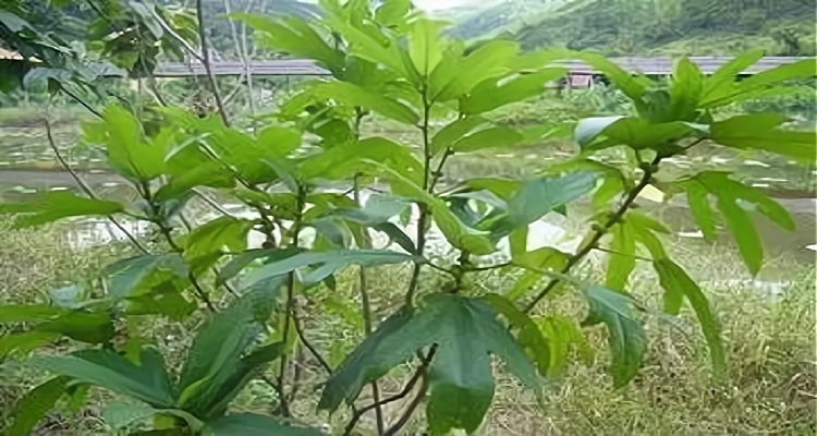 五指茅草长什么样子