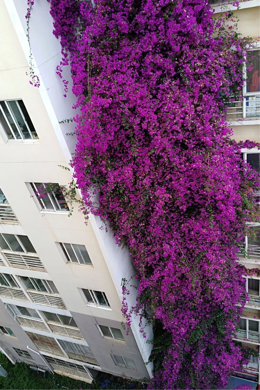 三角梅化身紫蟒蛇,爬到7层楼,身高十余米,开成花瀑布
