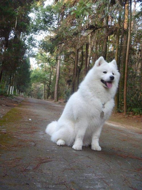 萨摩耶犬成年犬有多大图片