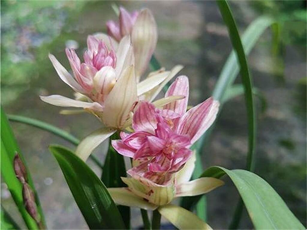 三大奇花之首"富山奇蝶,花姿优雅,自带奇香,值得花友们入手