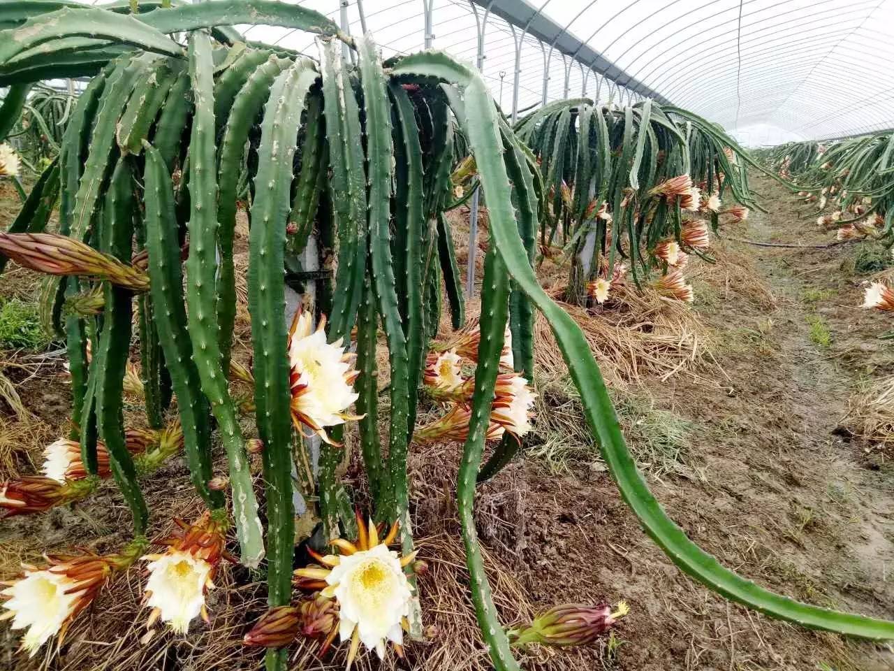 火龙果树的种植方法(火龙果的种植技术与栽培技术)