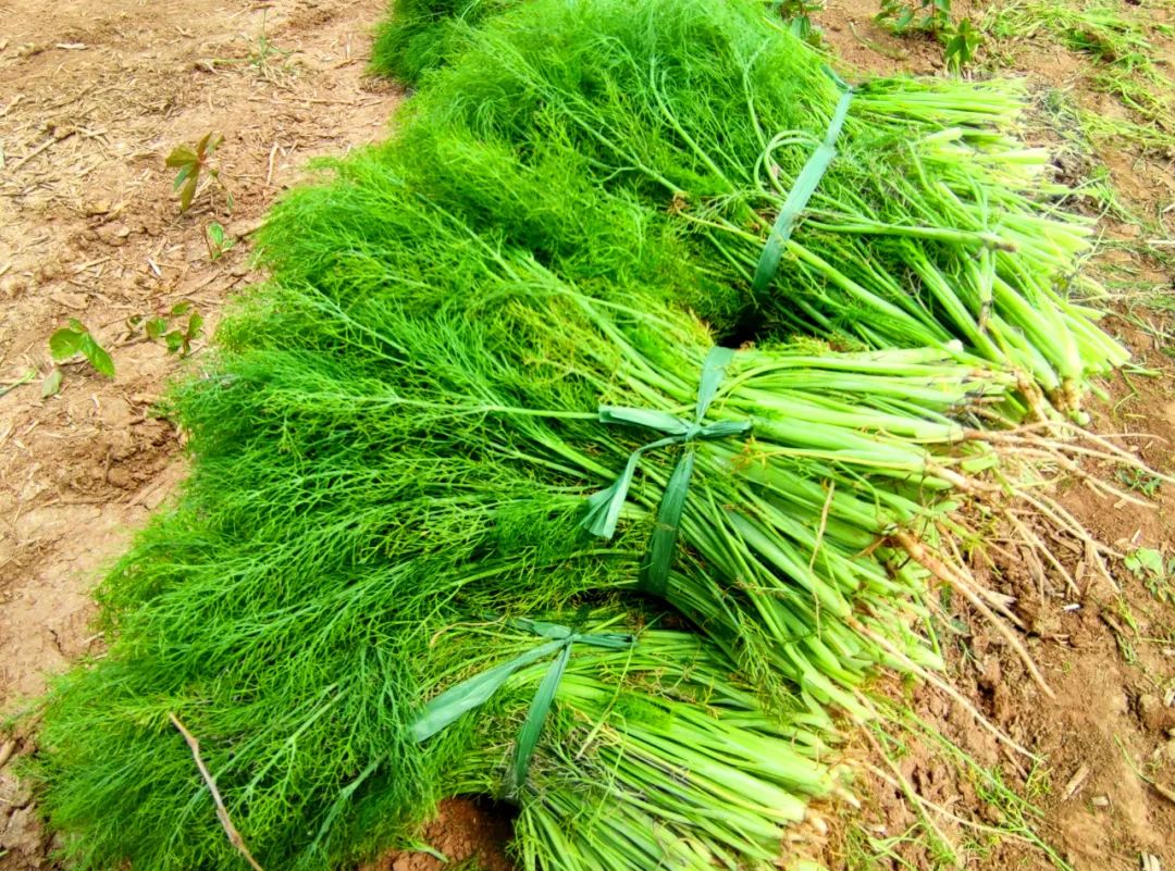 農戶種植茴香,掌握技術要求和特性,提高茴香生長率品質高