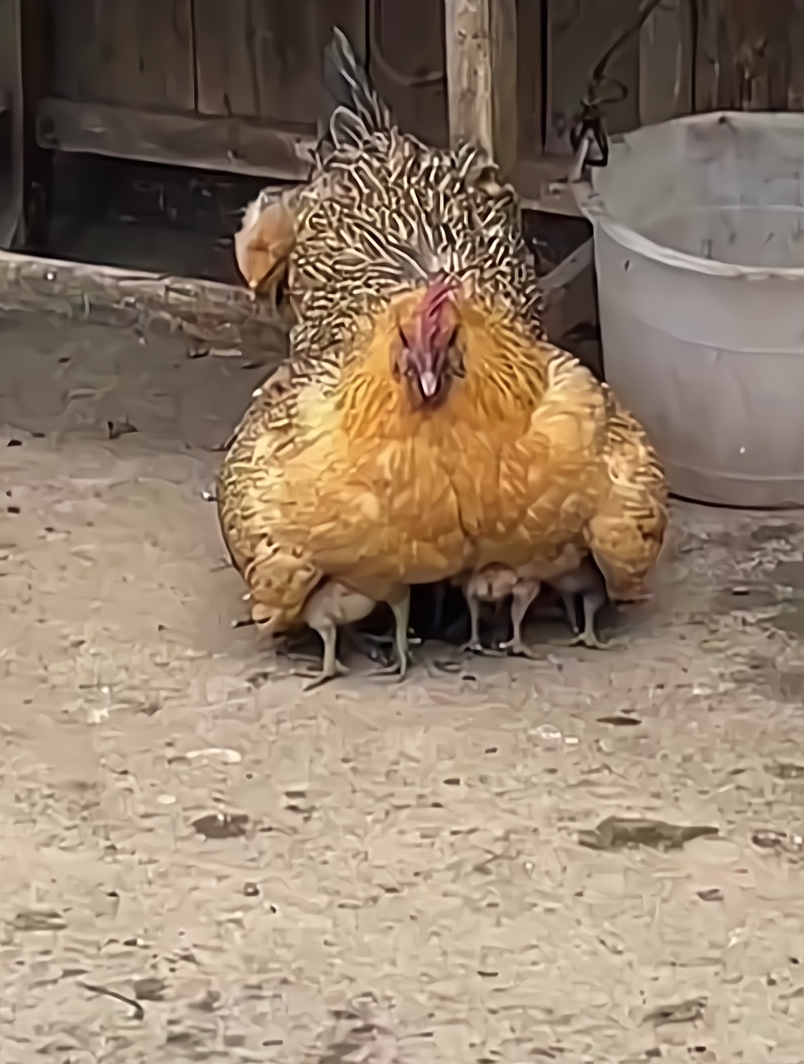 鸡妈妈保护小鸡的图片图片