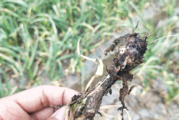 种植大蒜分析白腐病,养分施加提高抵抗力,除草减少病害聚集