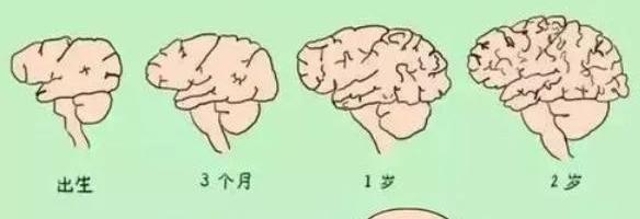 家长注意:孩子一生仅有3次大脑发育高峰期,请务必帮孩子抓住