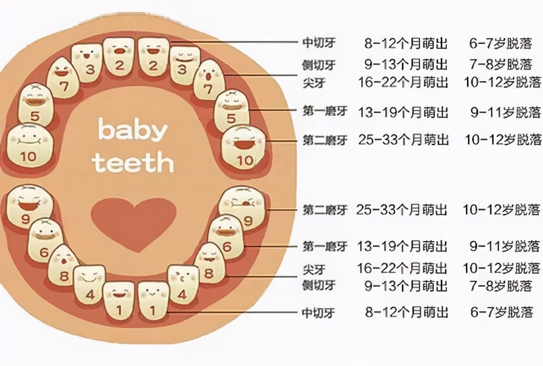 小孩换牙齿的顺序图图片