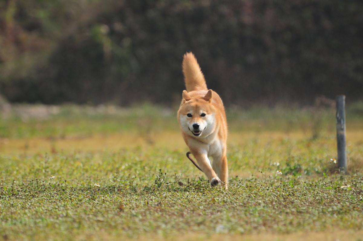 柴犬为什么喜欢笑?这些因素