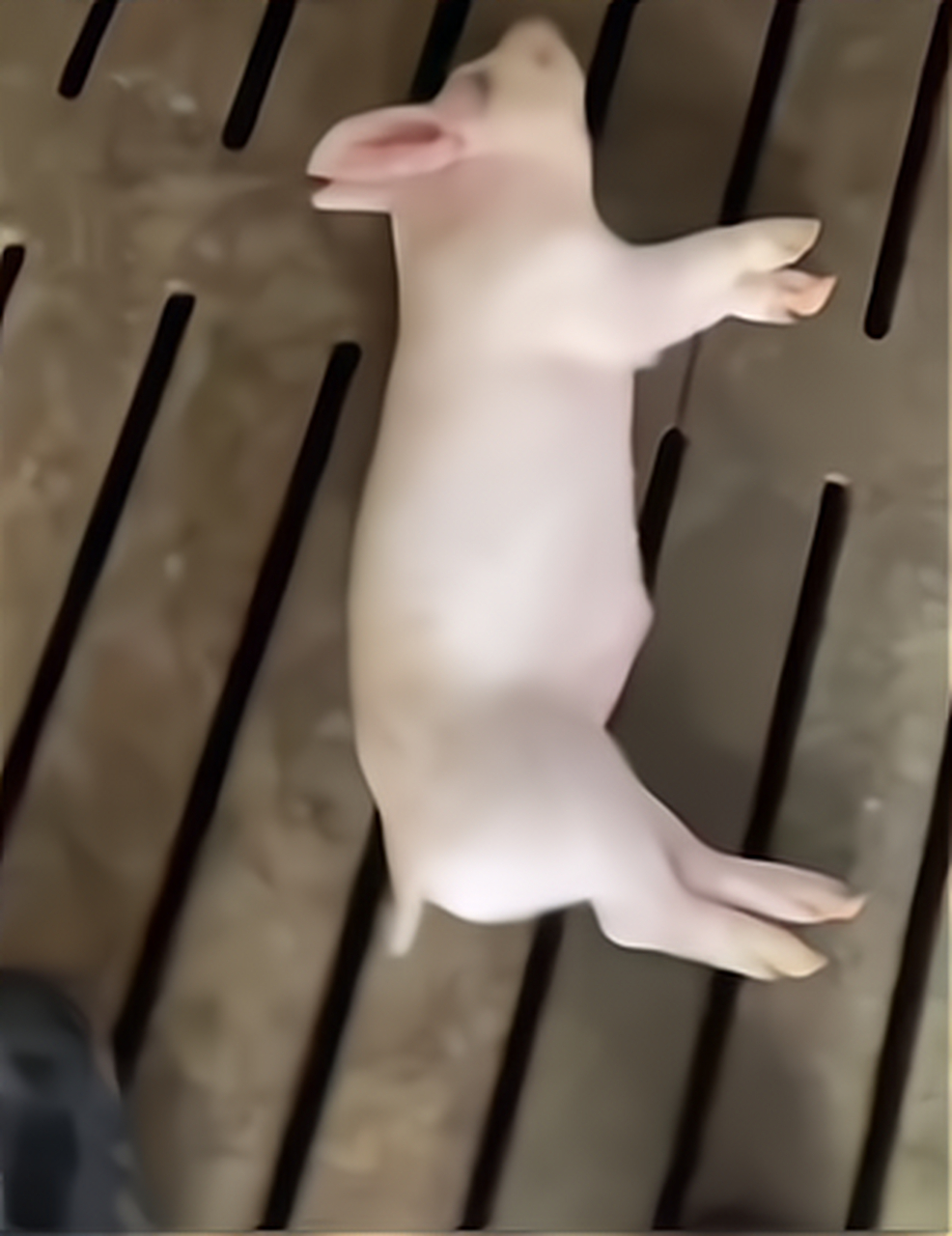 小猪早上躺在地下就是不动了,原来是睡着了,好一顿拍打才起来