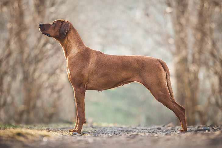 这7种猎犬来自于非洲大陆,有你认识的吗?