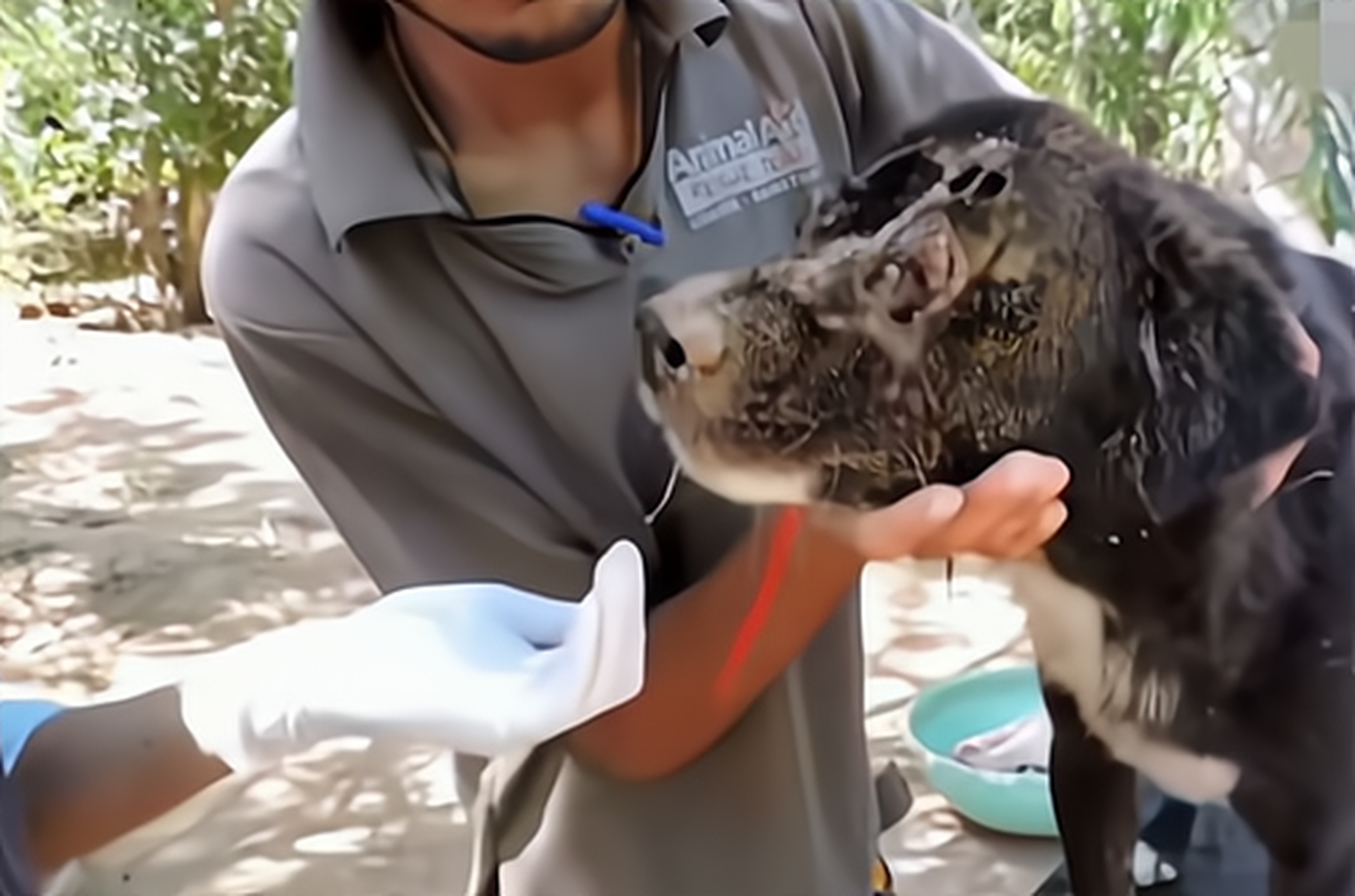 "印度的一只黑色的土狗,只见这只狗的头部受伤严重,被人遗弃在土坑里