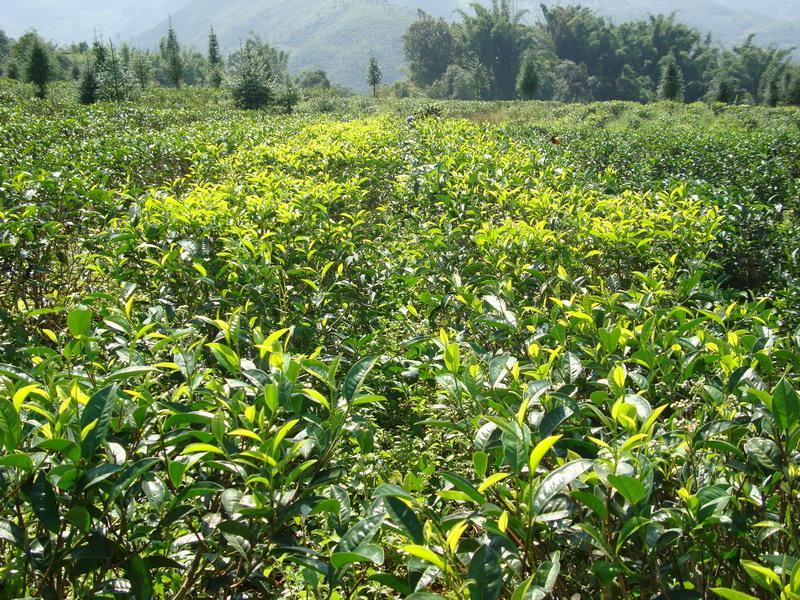 广东澳洲茶树种植图片