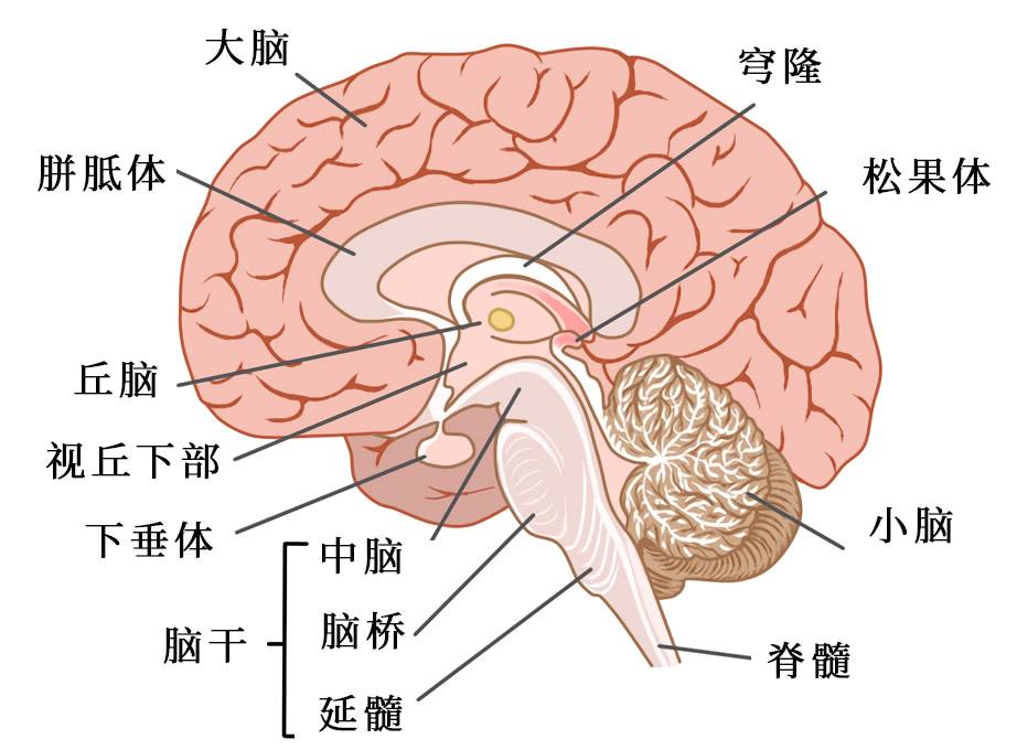 我们的大脑是如何工作和学习的?(上)