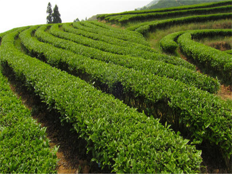 广东澳洲茶树种植图片