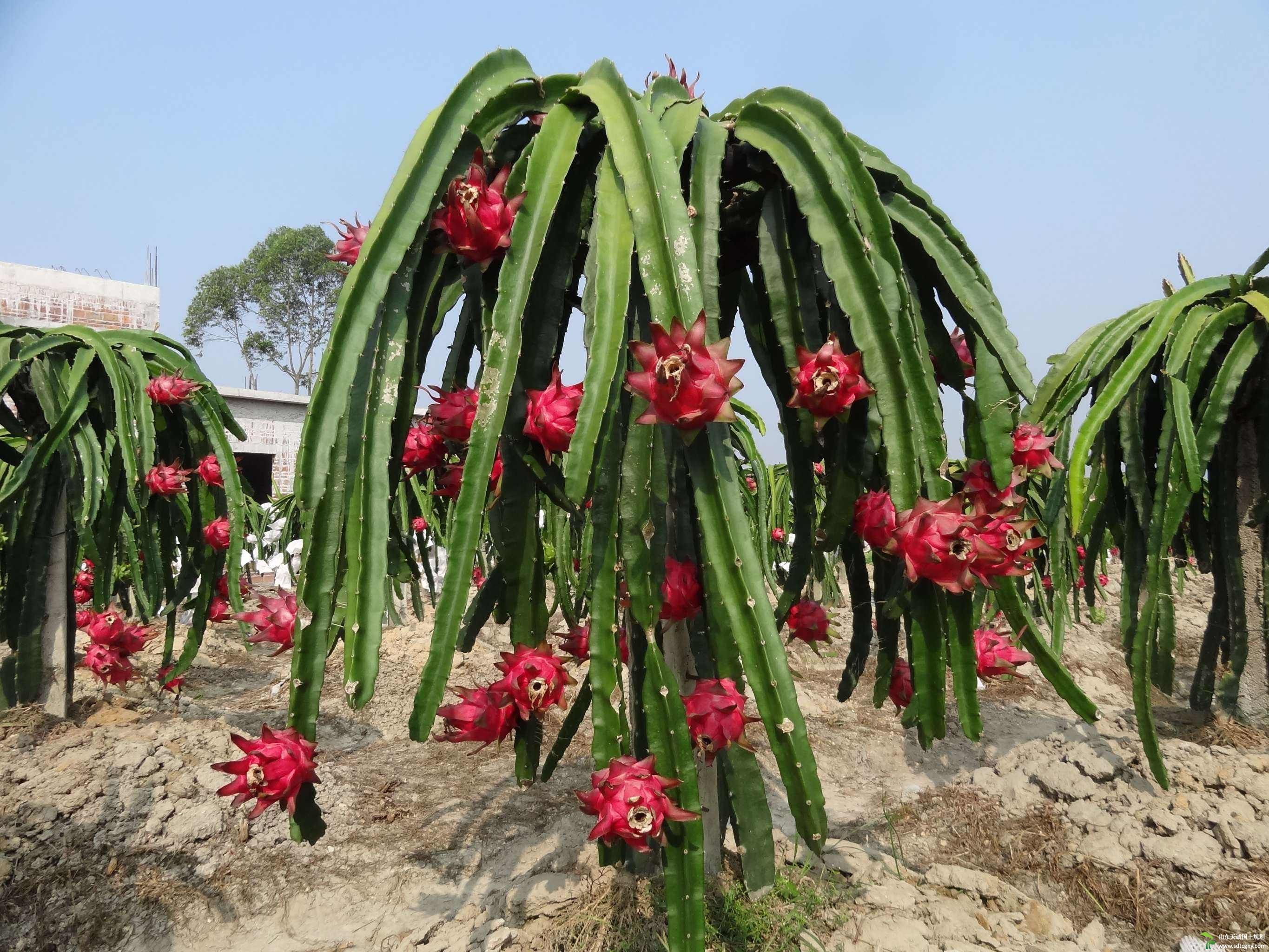 红龙果种植方法图片