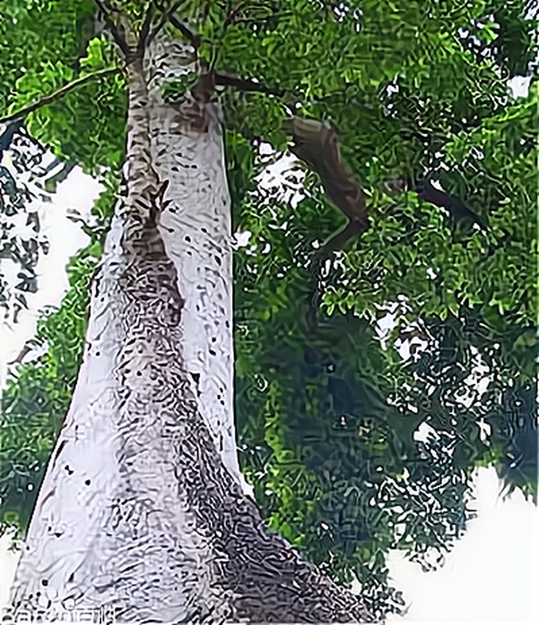 在黑龙江和吉林交界的地方,生长着一种能产盐的树,叫"木盐树"