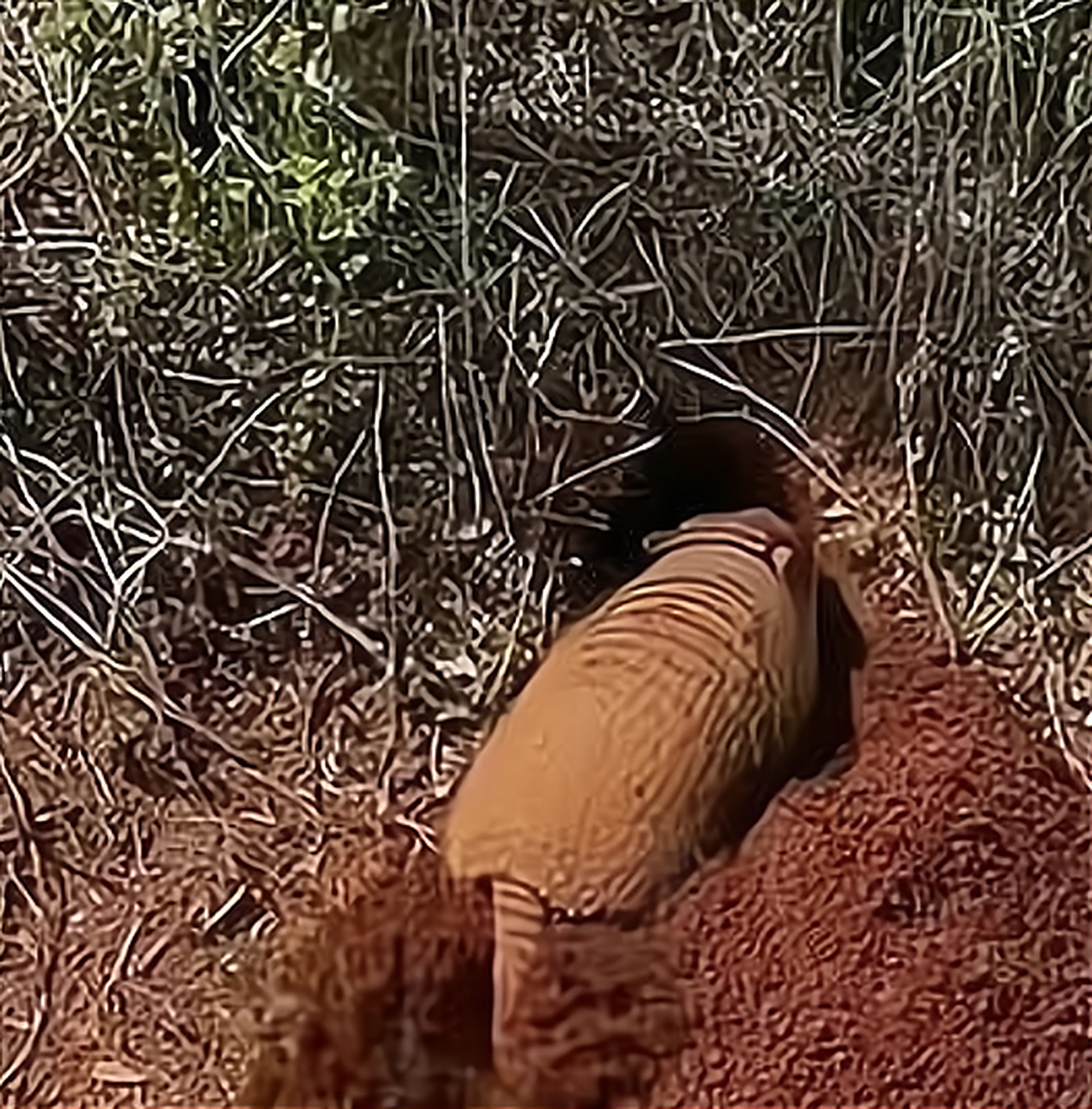 这是钻洞能手吧,一会功夫就这么的钻进去了