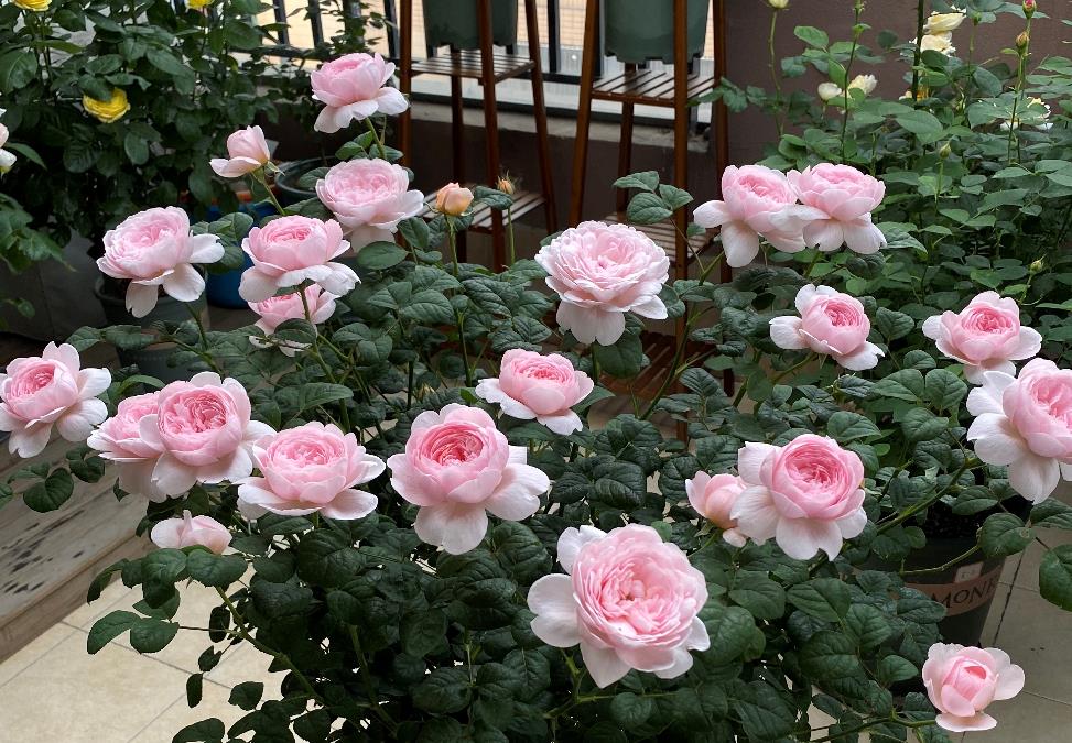 月季花界的女神—瑞典女王,又美又仙,四季花开,你值得拥有