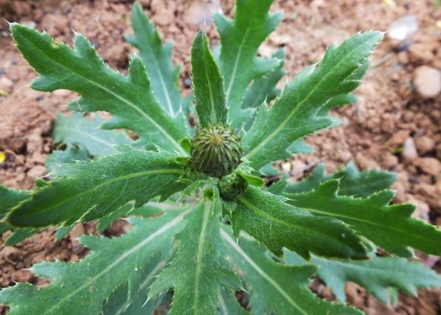 浑身带刺的野菜,蛇见了都绕道走,它不仅能食用还有药用功效