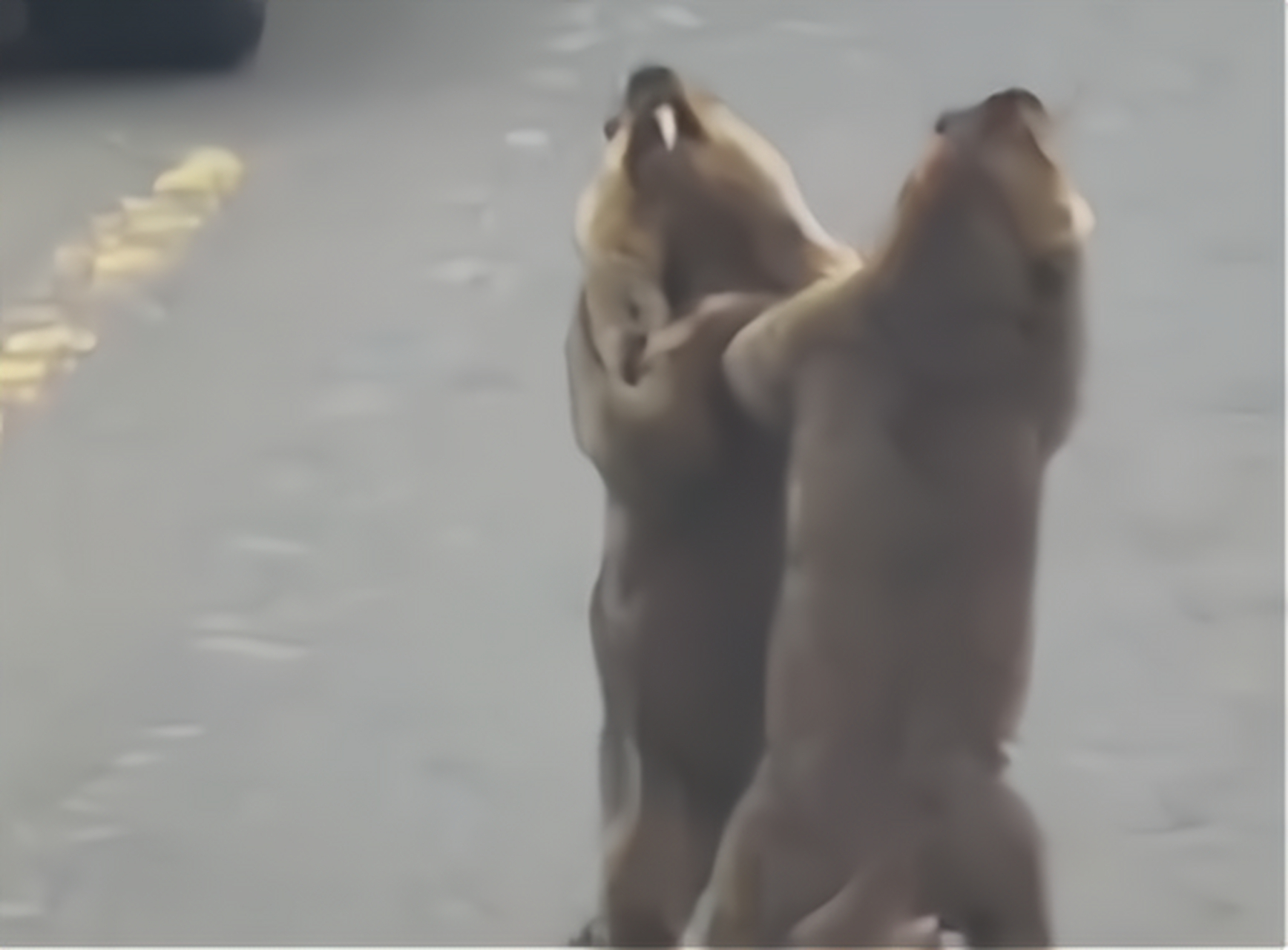 【司机停车看2只土拨鼠路边掐架】  5月30日的甘肃