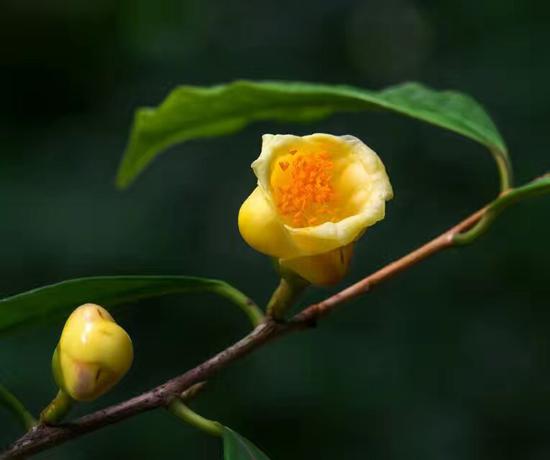 它被誉为"植物界大熊猫"花色金黄,营养丰富,有钱也不一定买到