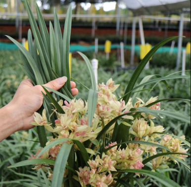 抗热奇兰花—富山奇蝶,花色美丽,花期长,适合新手种植