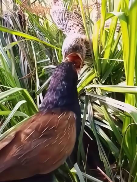 "鬼鸟"红毛鸡,雏鸟看起来挺恐怖,这种鸟你见过吗?-度小视