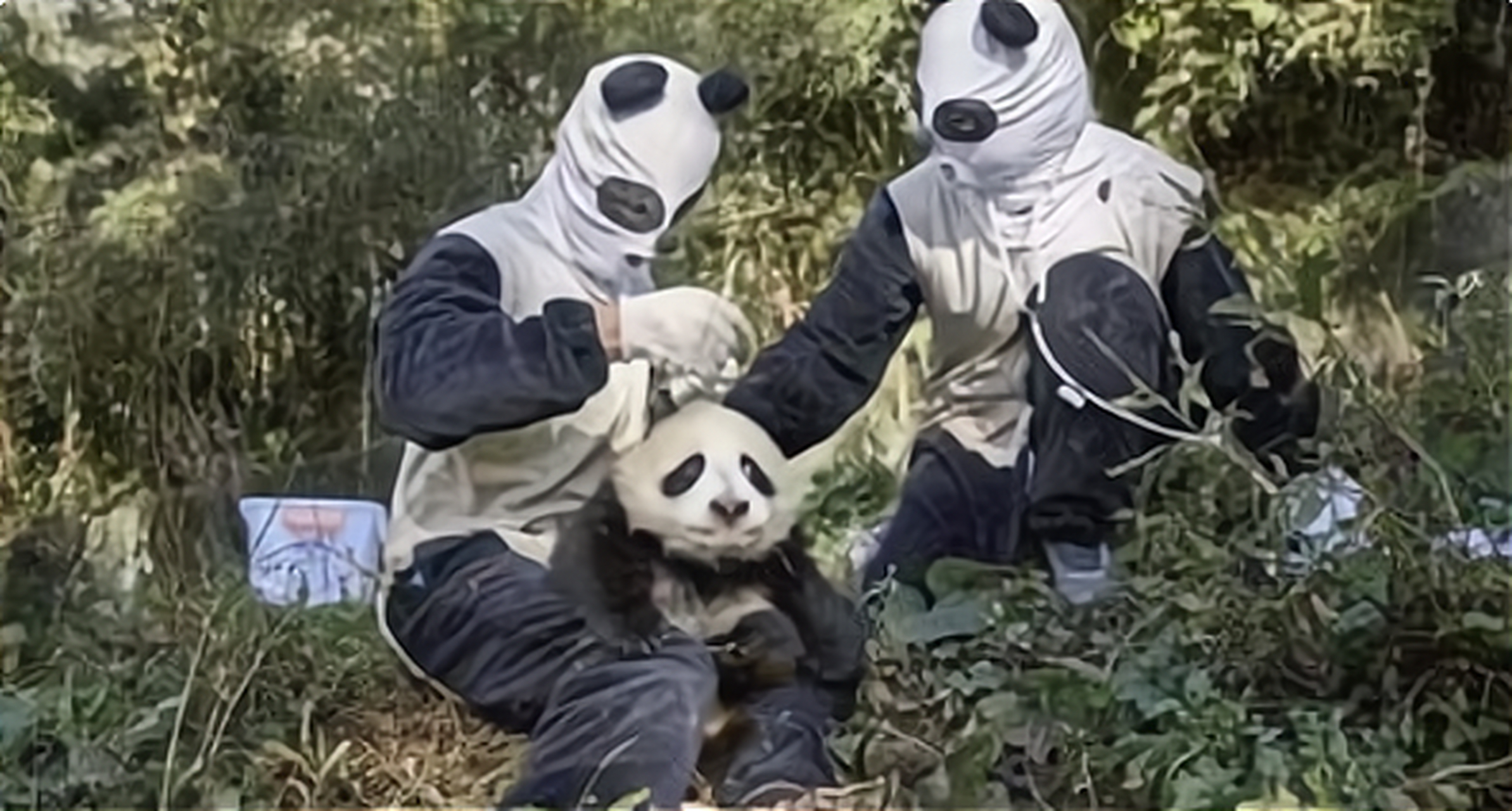 熊猫:你们两个老六