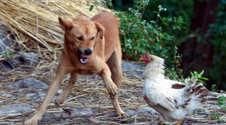 鸡犬相邻图片