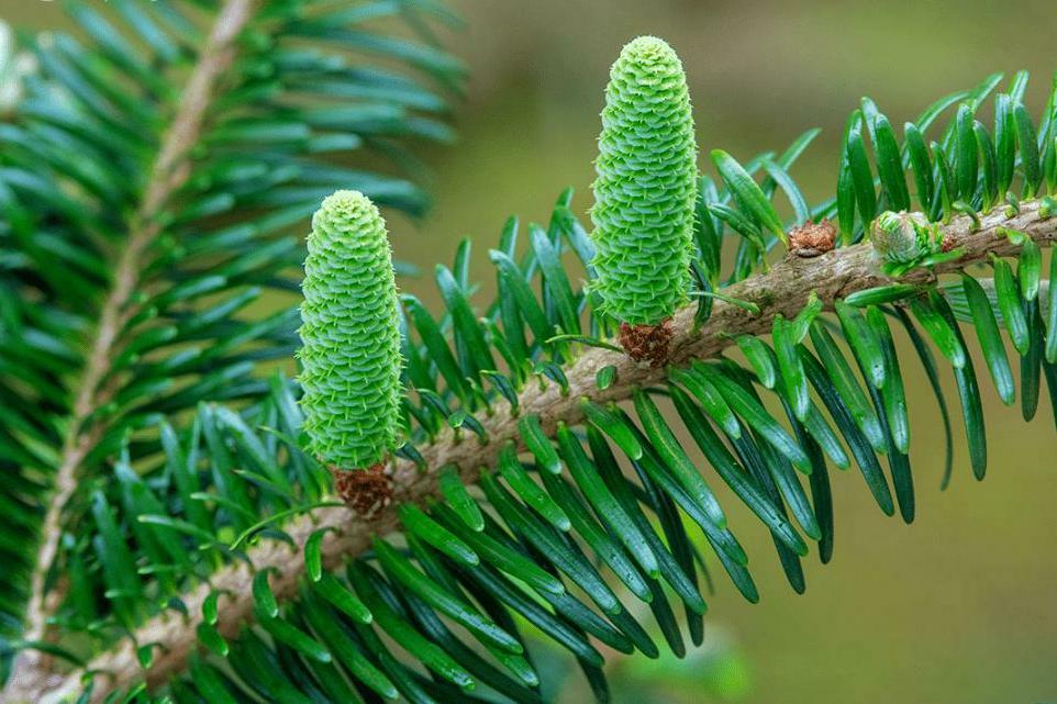 植物非试管高效快繁—日本冷杉