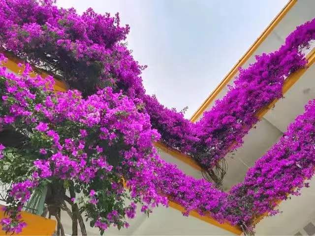 三角梅化身紫蟒蛇,爬上7层楼,身高十来米,宛如花瀑布