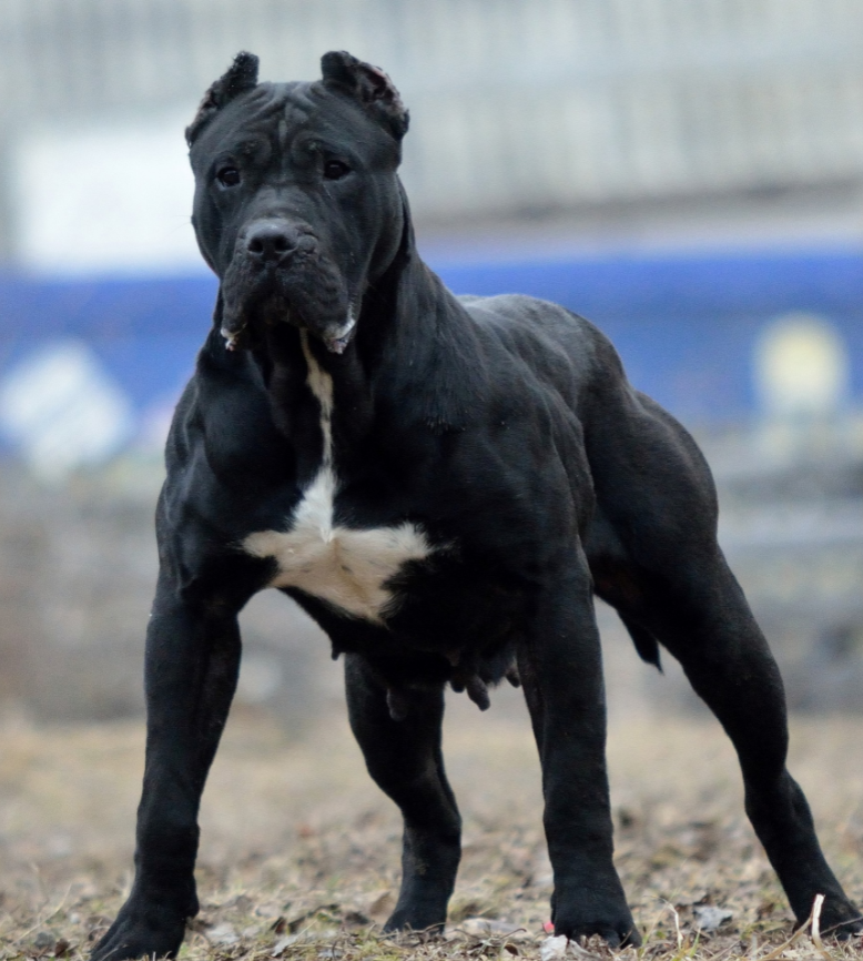五种大型犬,为何有些是禁养的,它们是如何繁育出来的?(一)