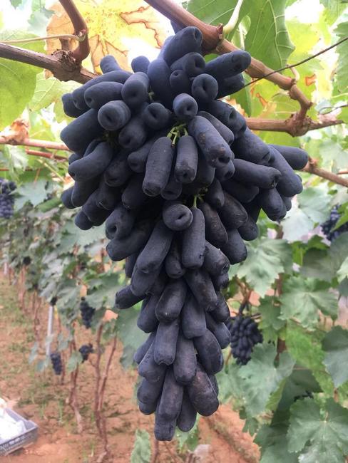 热门水果蓝宝石葡萄,怎么才能高产?这几点栽培要点你了解吗?