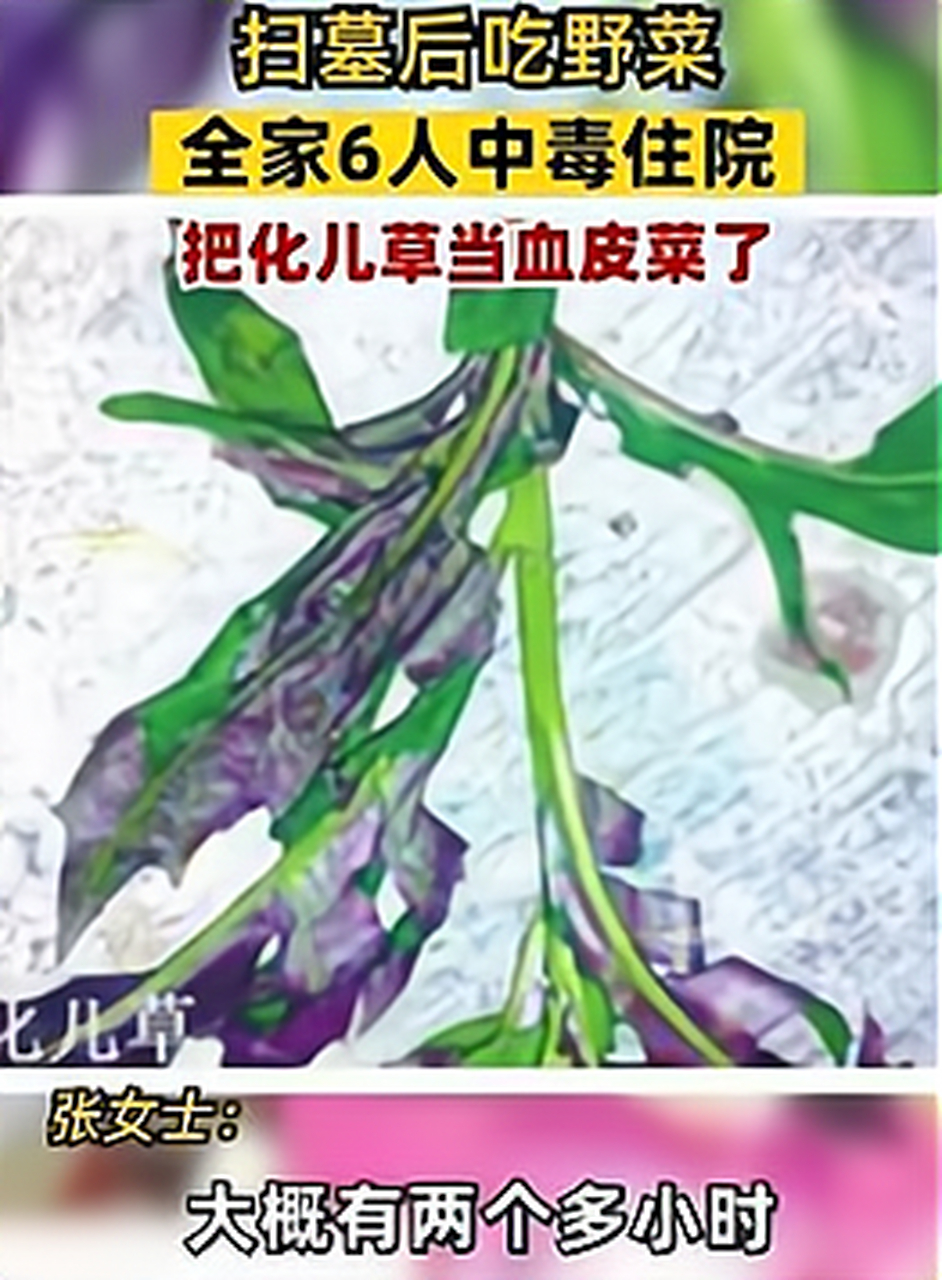 清明扫墓,把化儿草当血皮菜了,一家6口食物中毒,路边的野菜你不要采啊