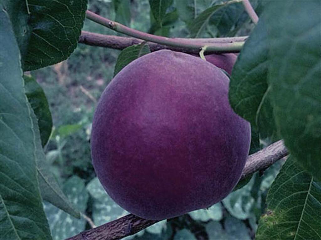世界上最贵的果树图片