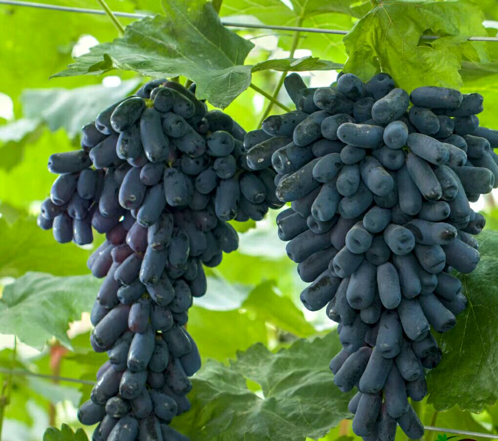 网红水果"蓝宝石葡萄,如何能高产?这几点栽培要点你了解吗