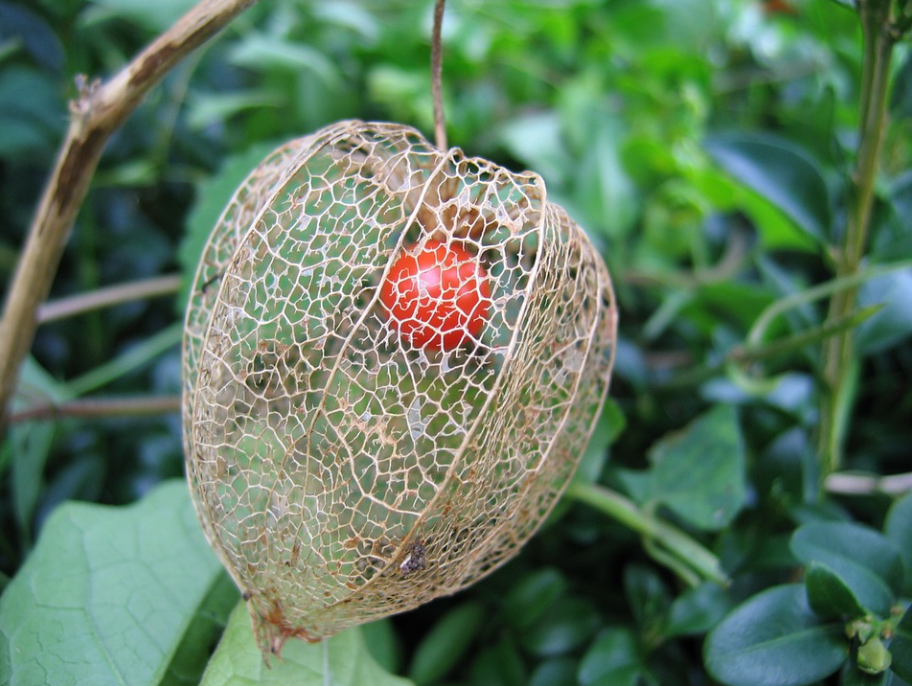 每日一花1229:灯笼草:绛珠仙草