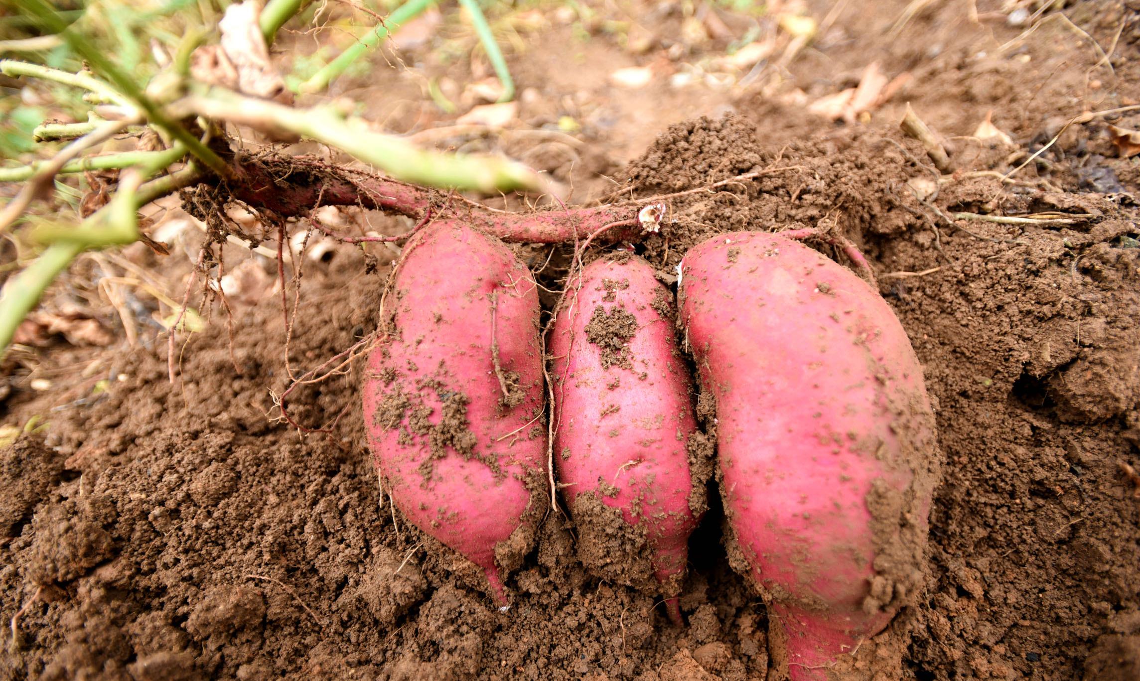 选择合适的品种,是红薯生长的基础,在种植期间,需掌握施肥管理