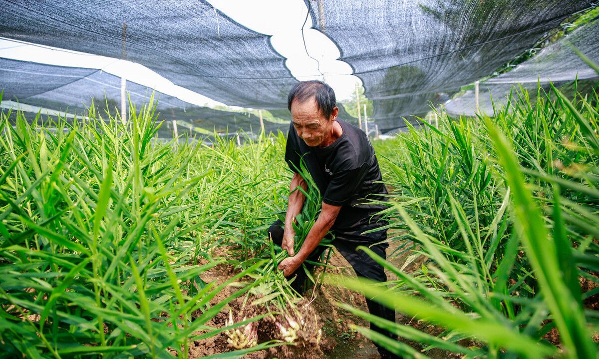 农户种植生姜,催芽过程较为关键,如何保证出芽率和质量