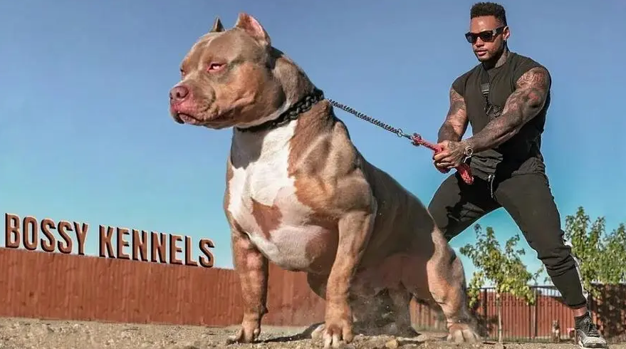 世界上最大最凶的狗图片