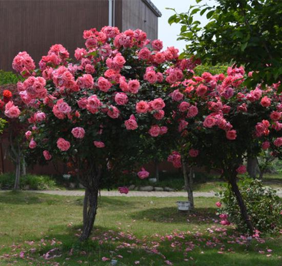 此花树比较独特,家中有庭院的,试着种植两棵,韵味十足