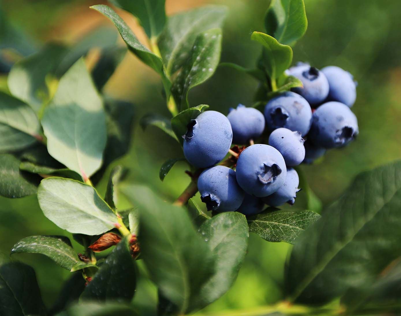 阳台养水果,颜值高口感甜,养一盆小蓝莓,产量丰富,营养价值高