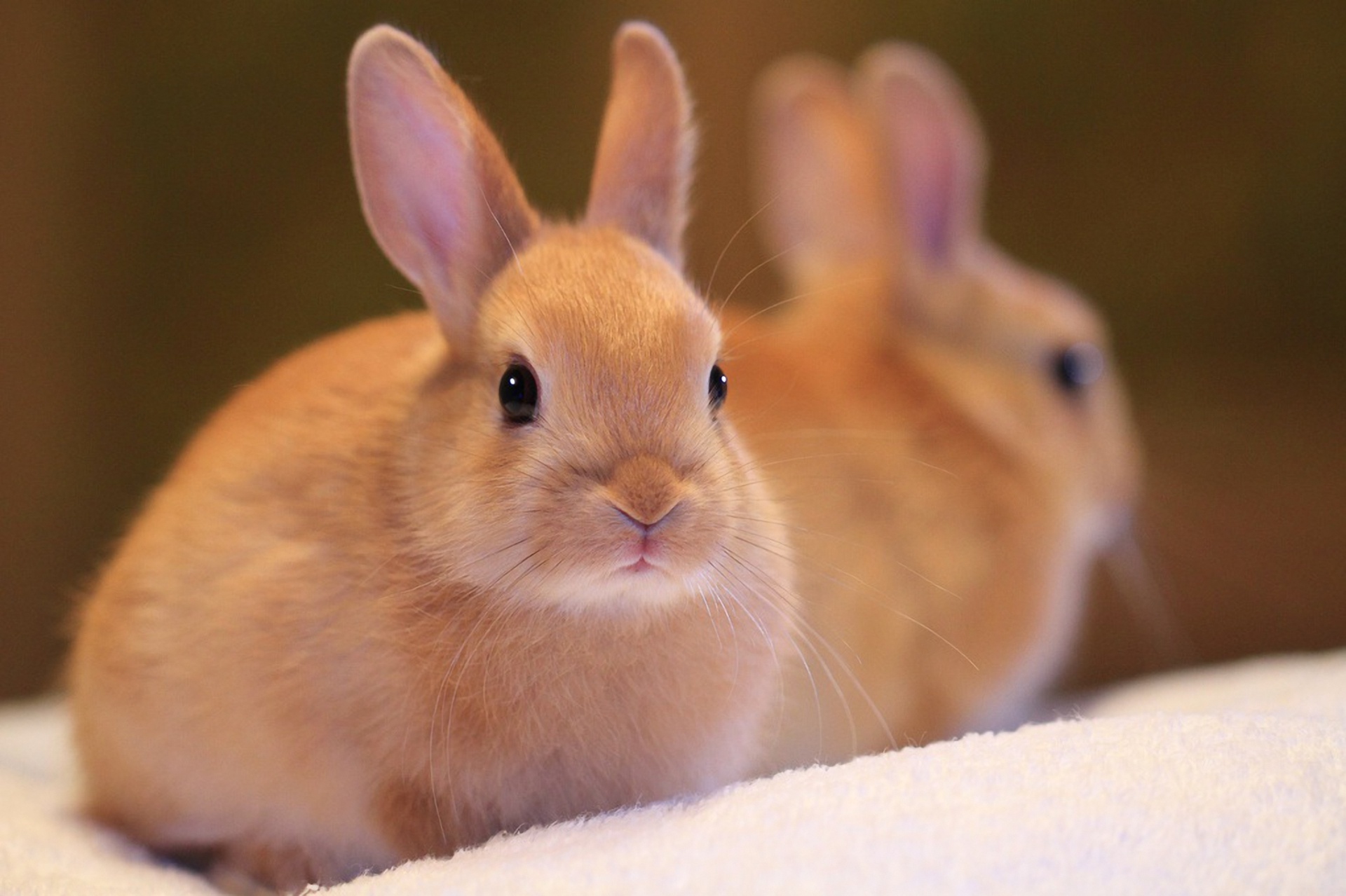 心理测试:你觉得哪只小兔子最可爱?测谁是最在乎你的人?