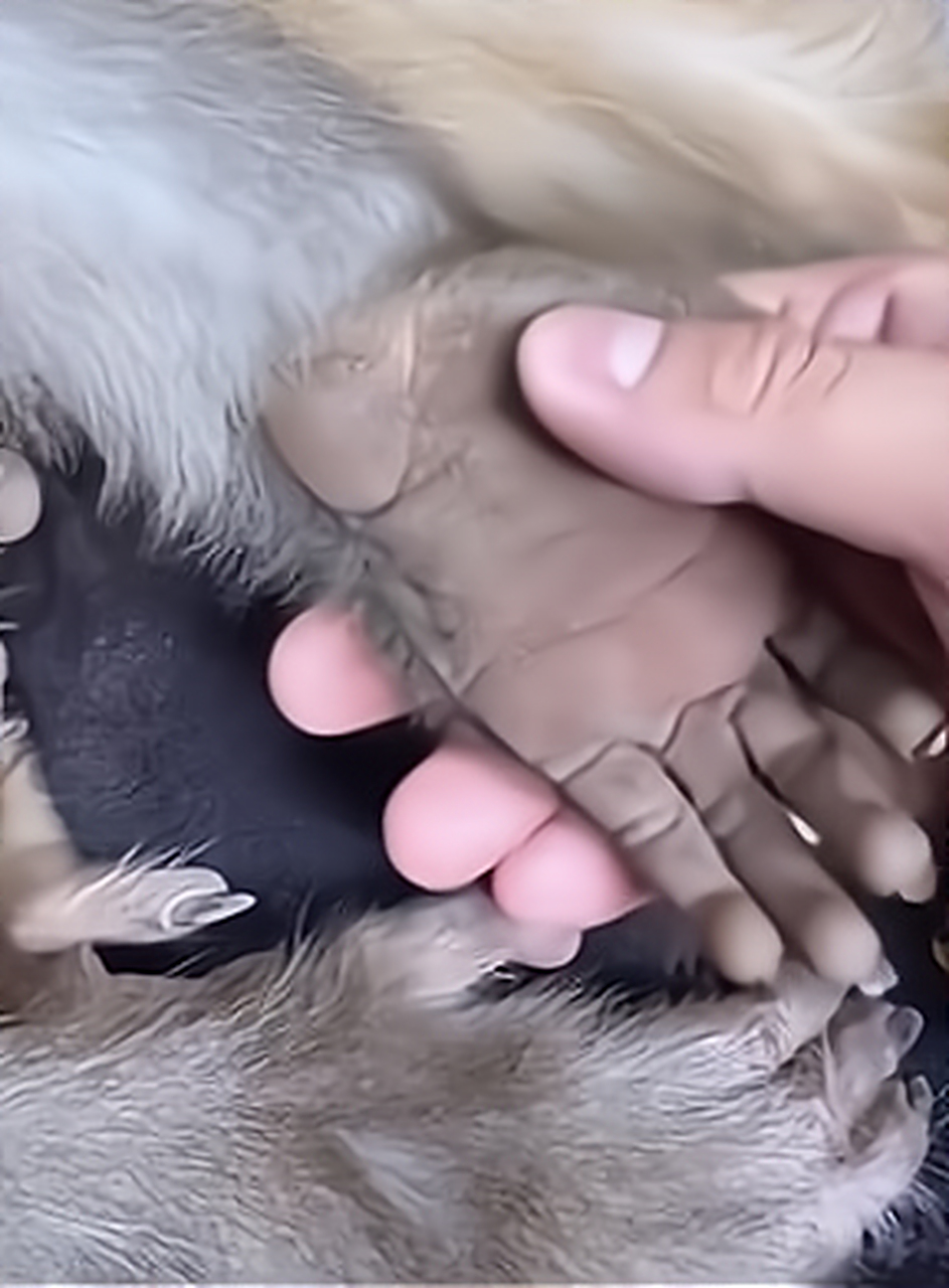 第一次看猴子的手掌,和人类的有什么区别?